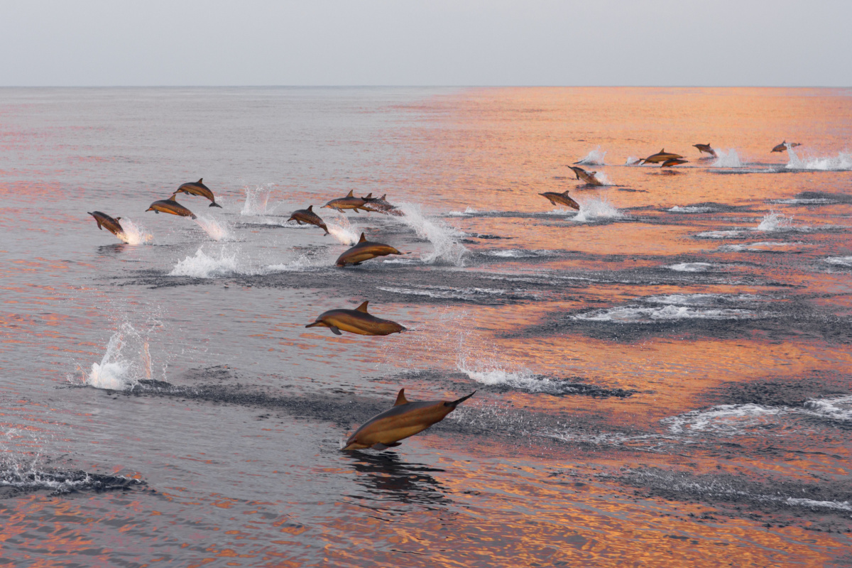 Dauphins aux Maldives