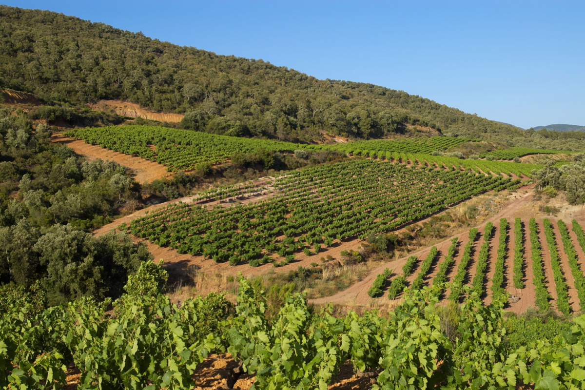 Vignobles du Massif des Maures