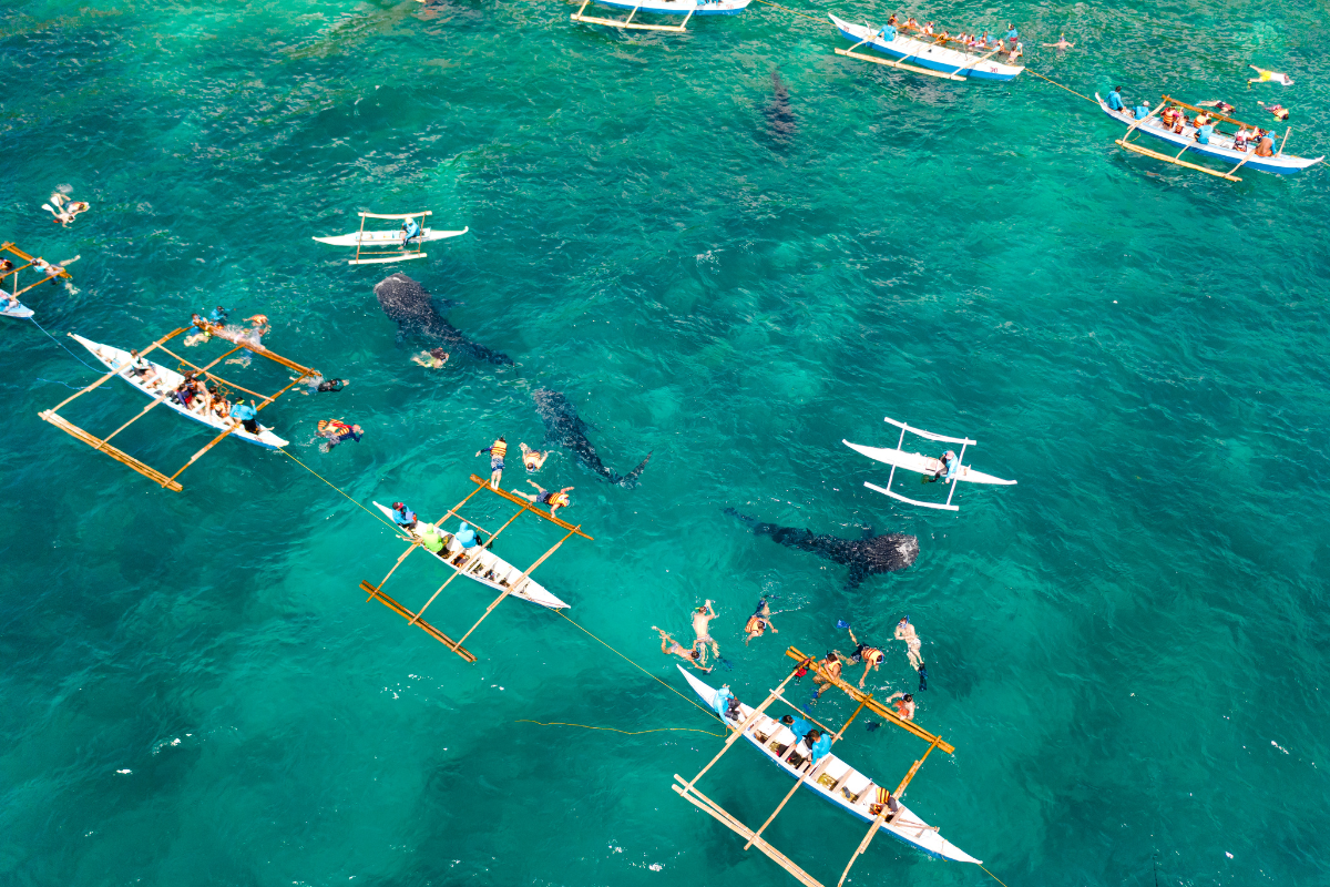 Maldives Baleines