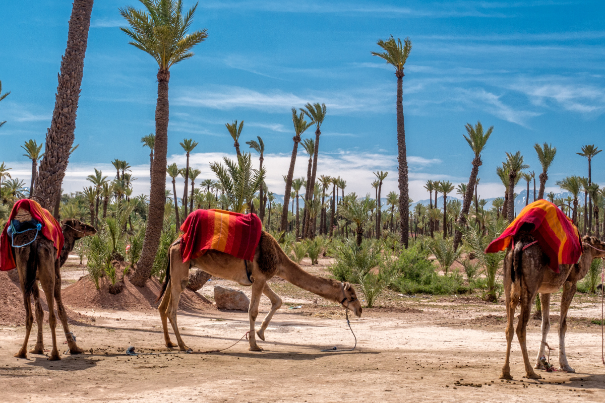 Palmeraie Marrakech