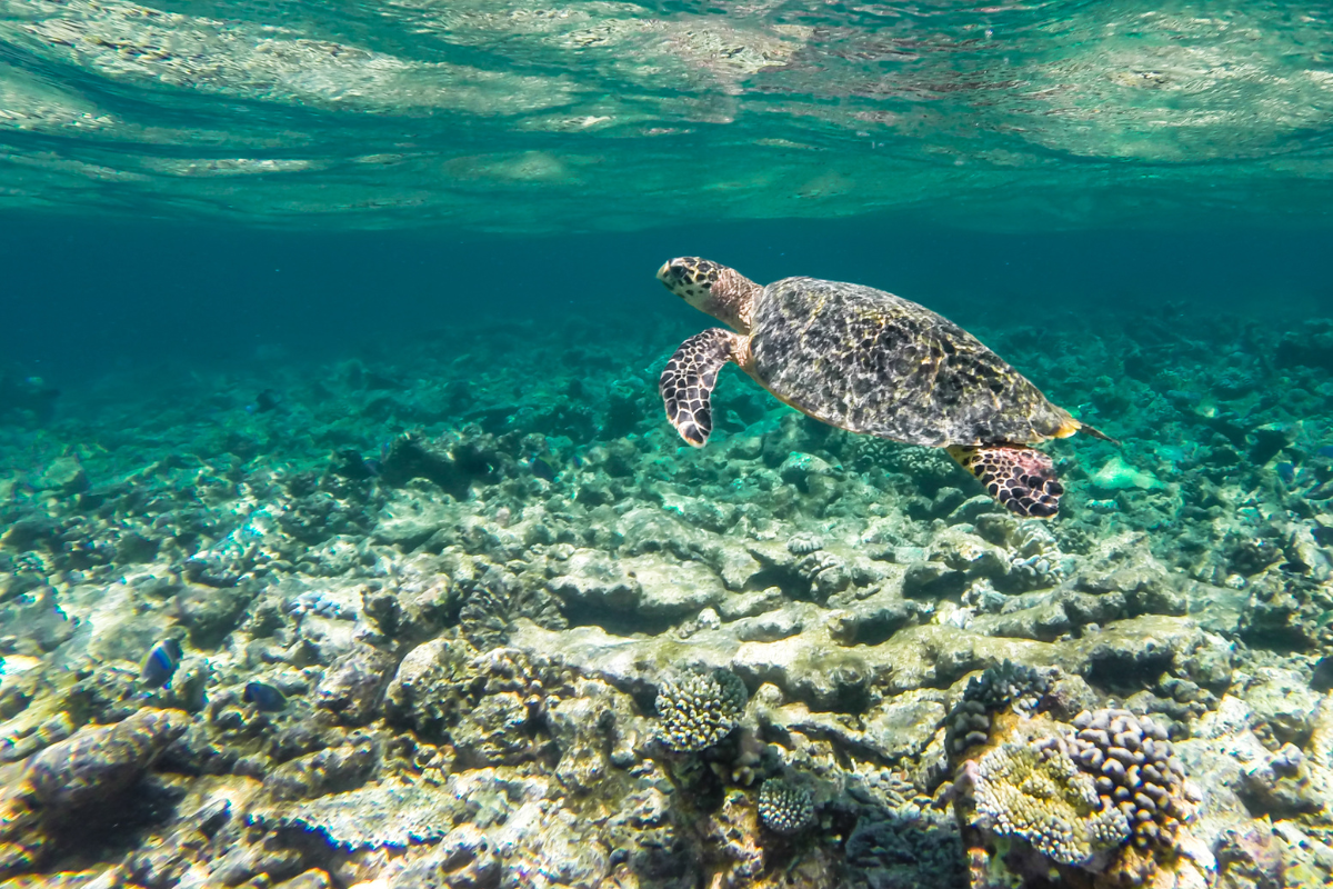 Maldives Plongée