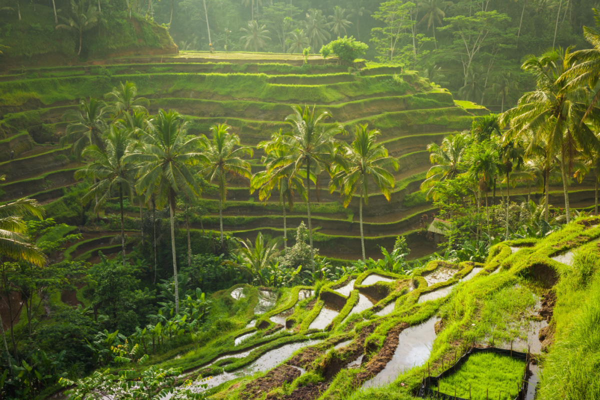 Rizières d'Ubud