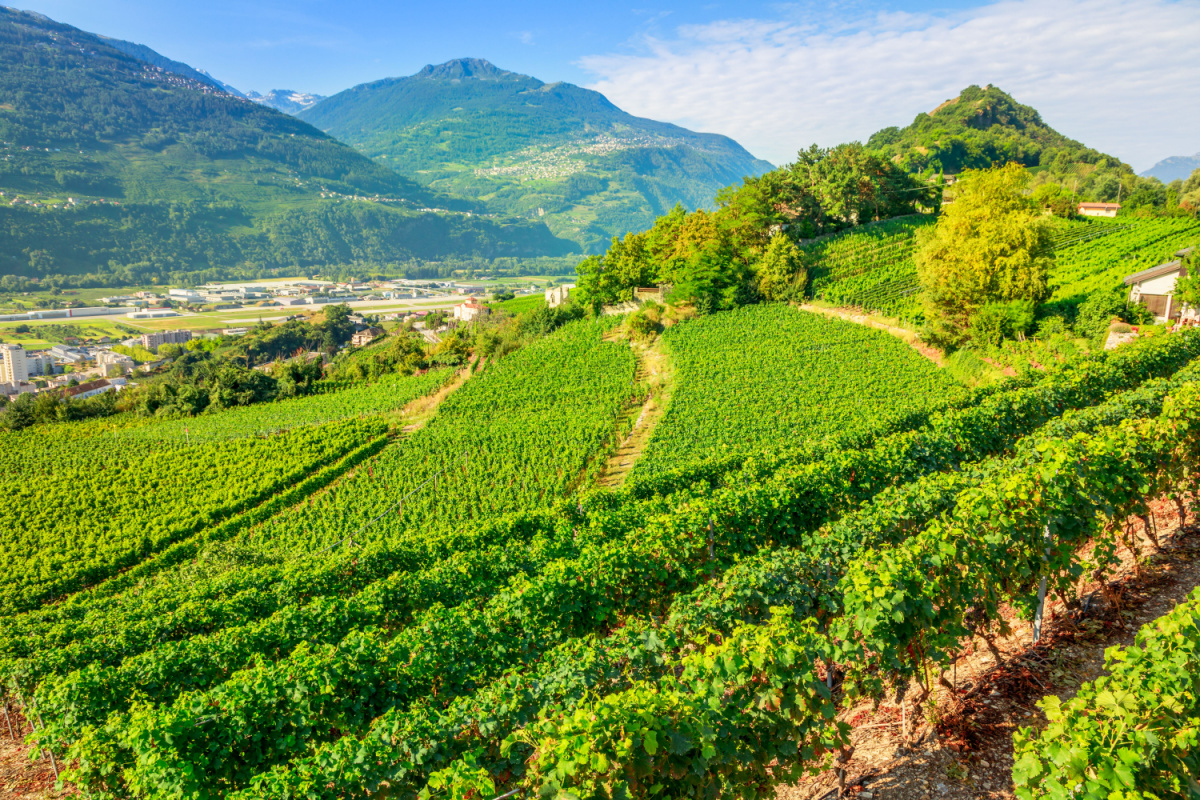 Vignobles du Valais