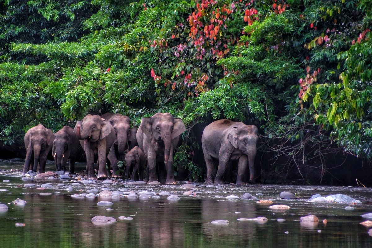 Borneo