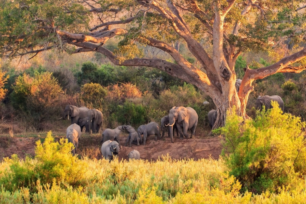 Parc Kruger