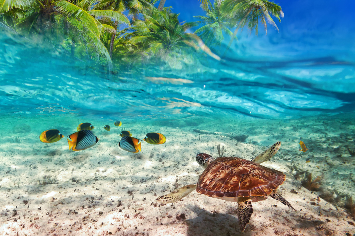 Plongée à Playa del Carmen