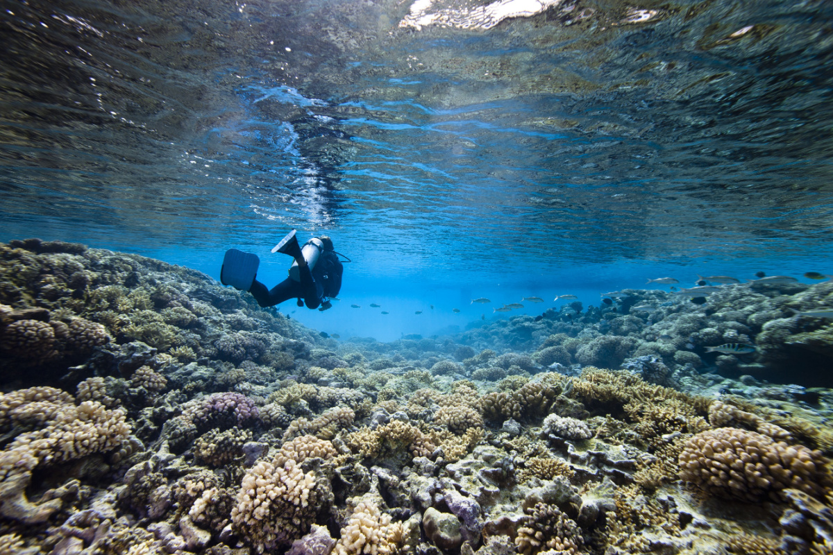 Plongée en Guadeloupe