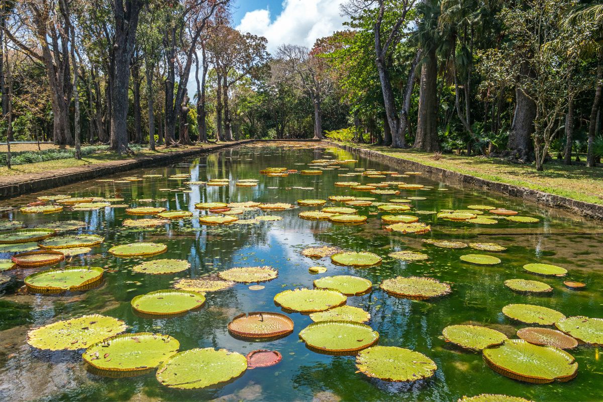 Jardin botanique Sir Seewoosagur Ramgoolam