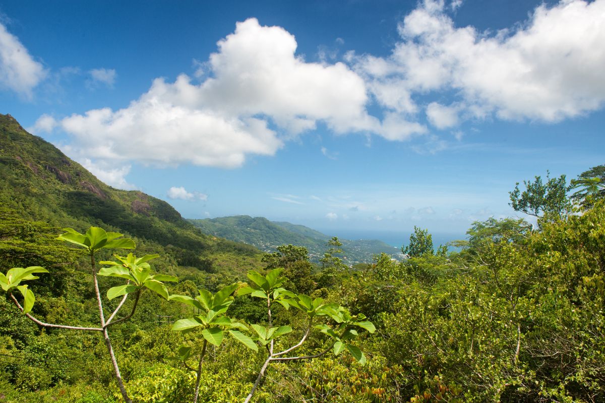 Morne Seychellois