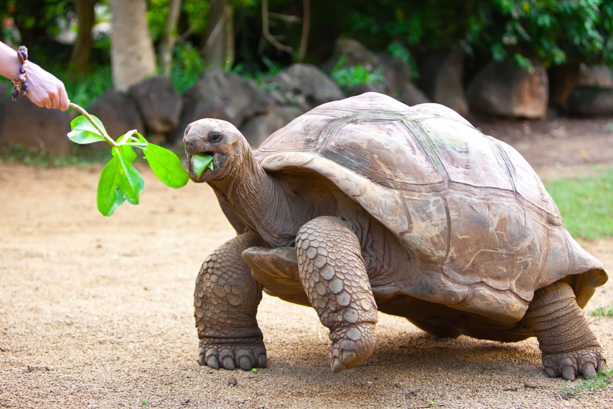 curieuse seychelles