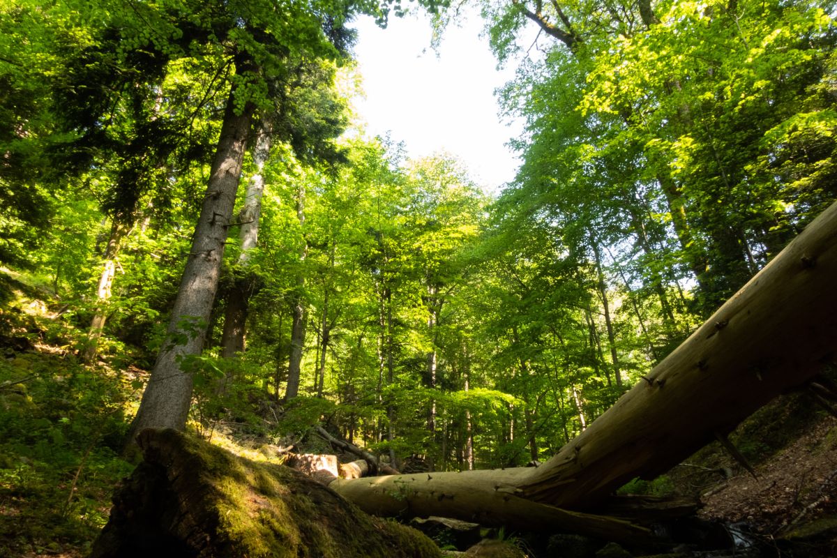 forêt de Tronçais