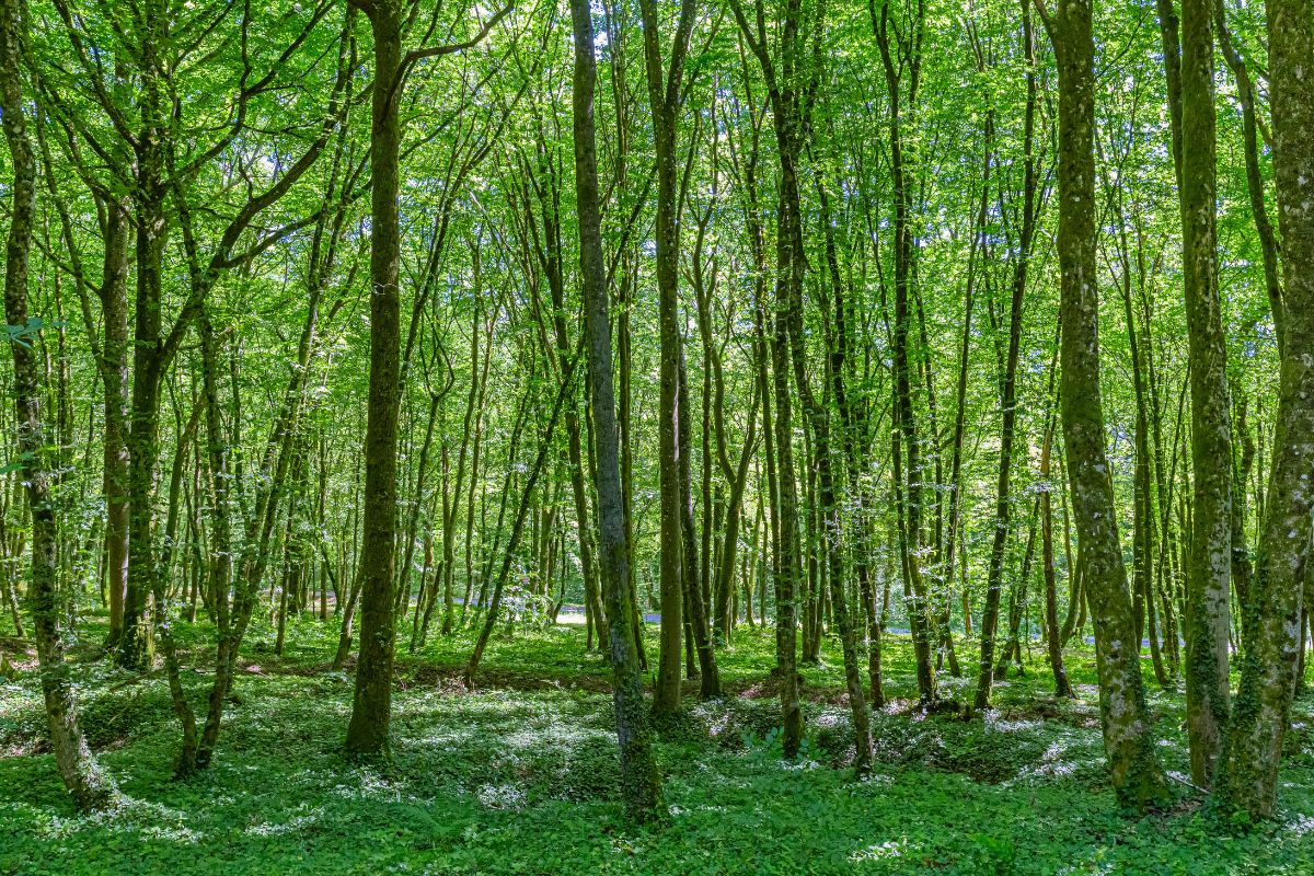 forêt de Verdun