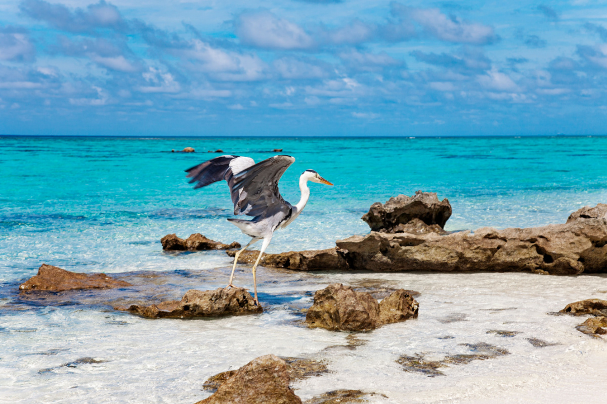 Observation des oiseaux aux Maldives