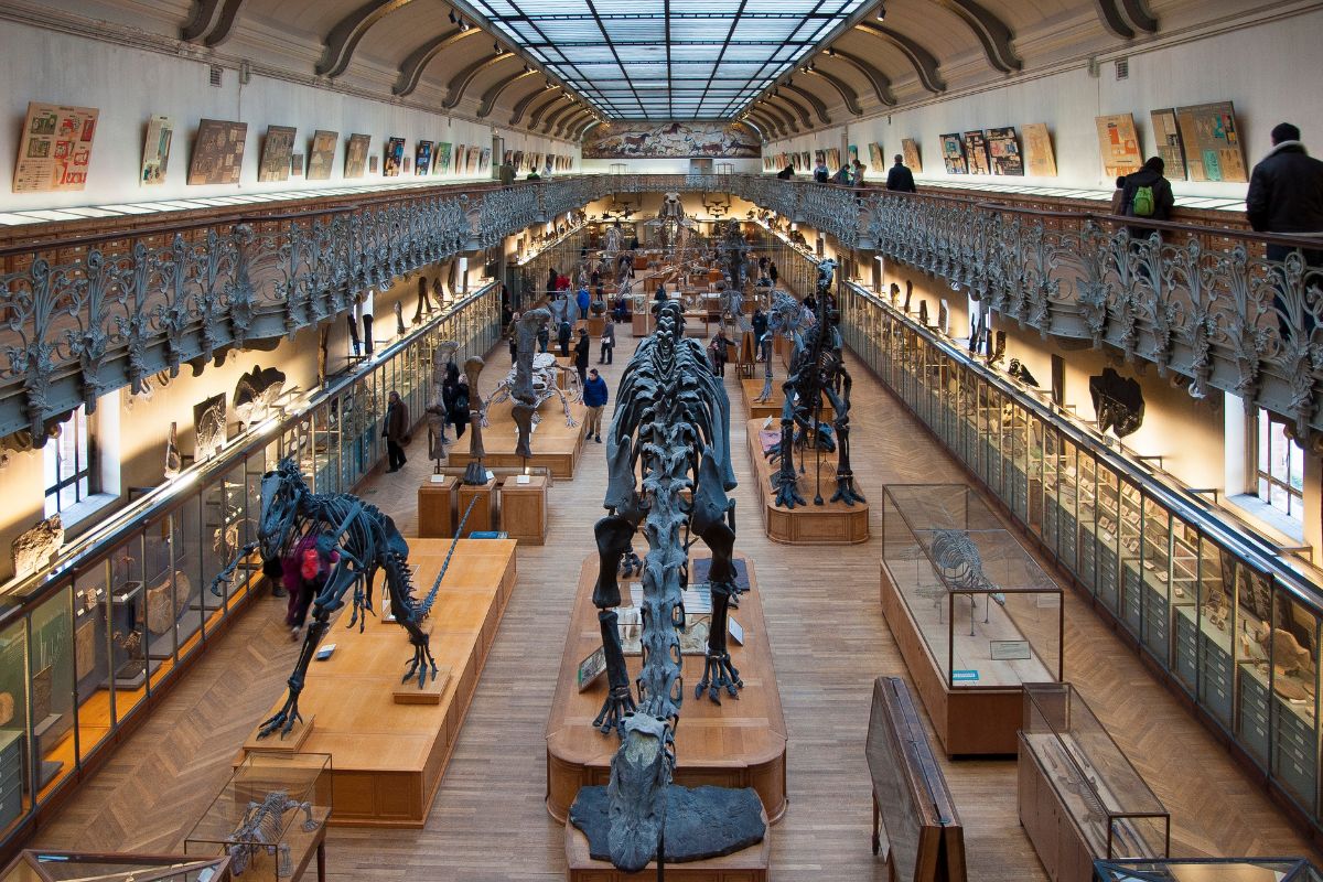 La galerie de paléontologie et d'anatomie comparée