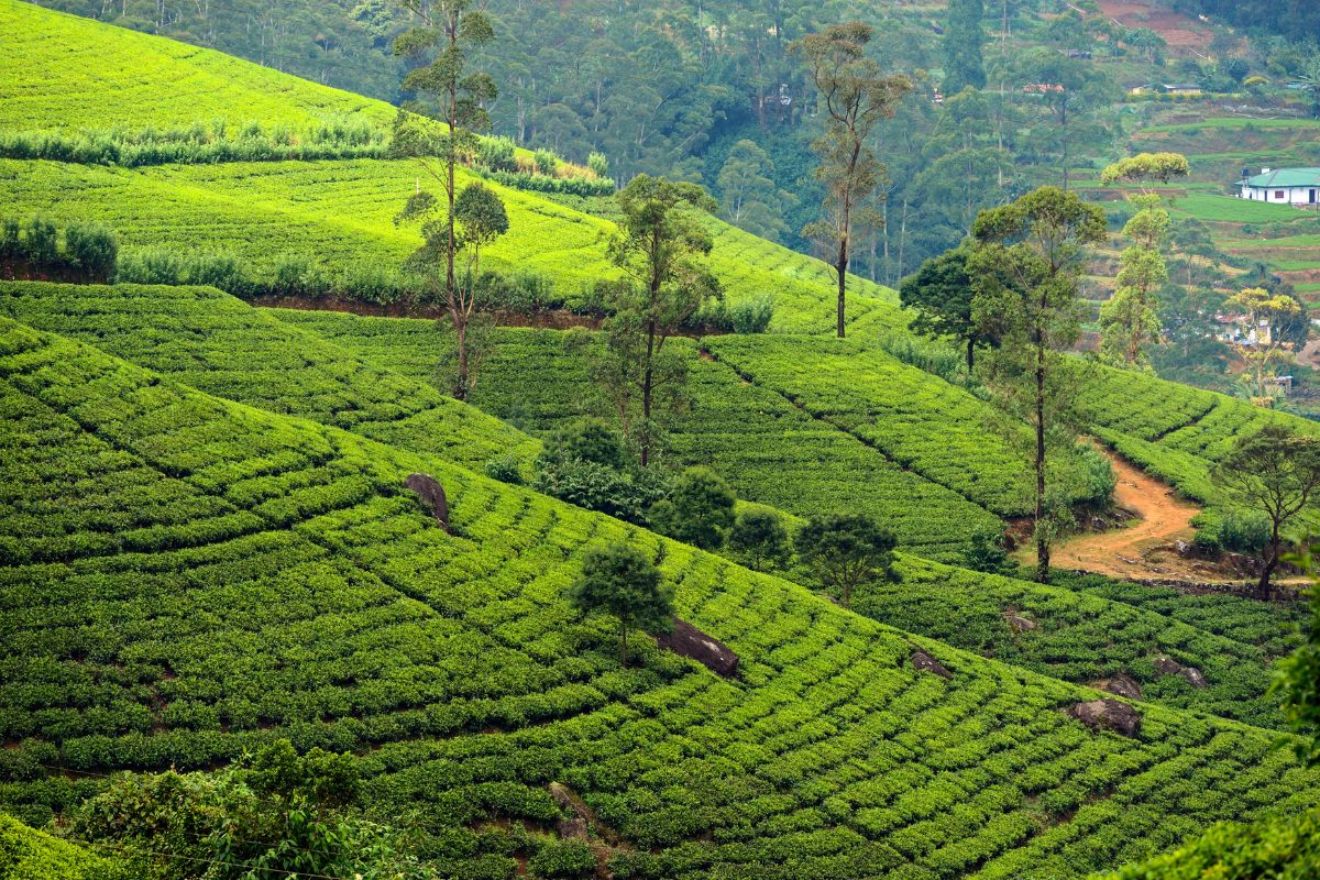 Champs de thé Sri Lanka