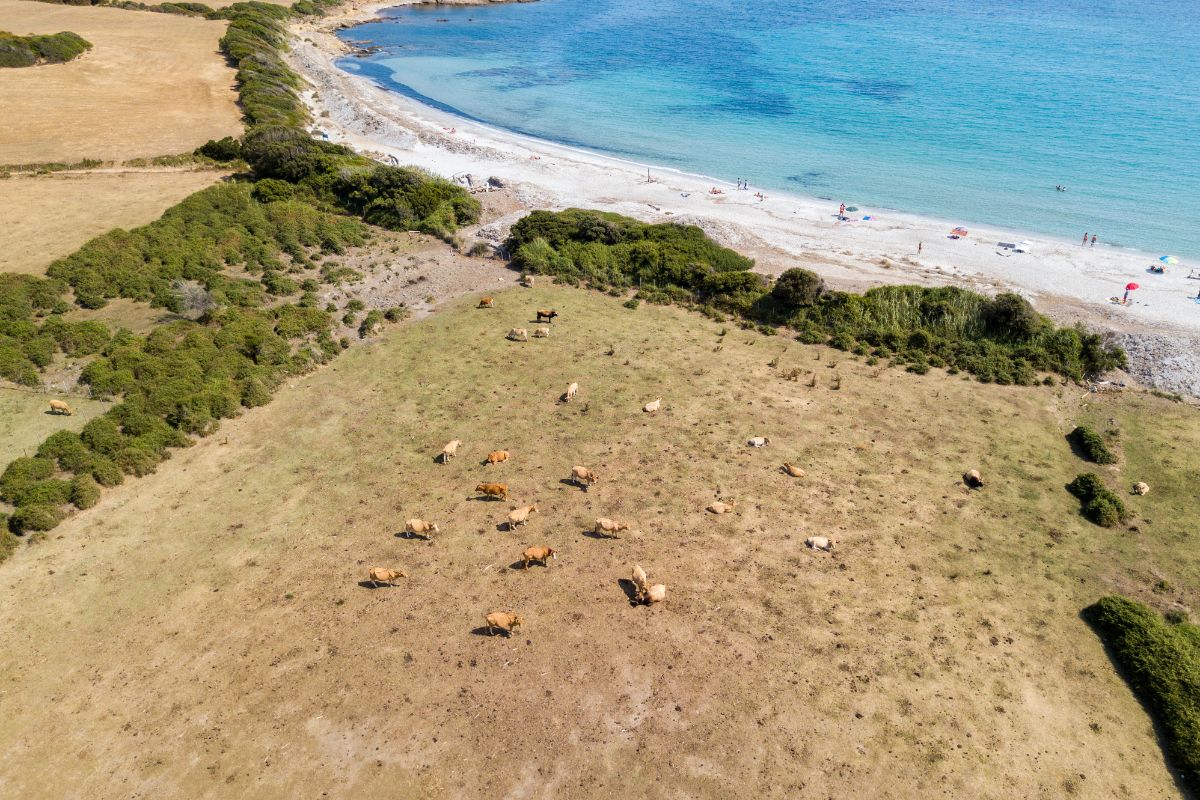 La plage de Tamarone