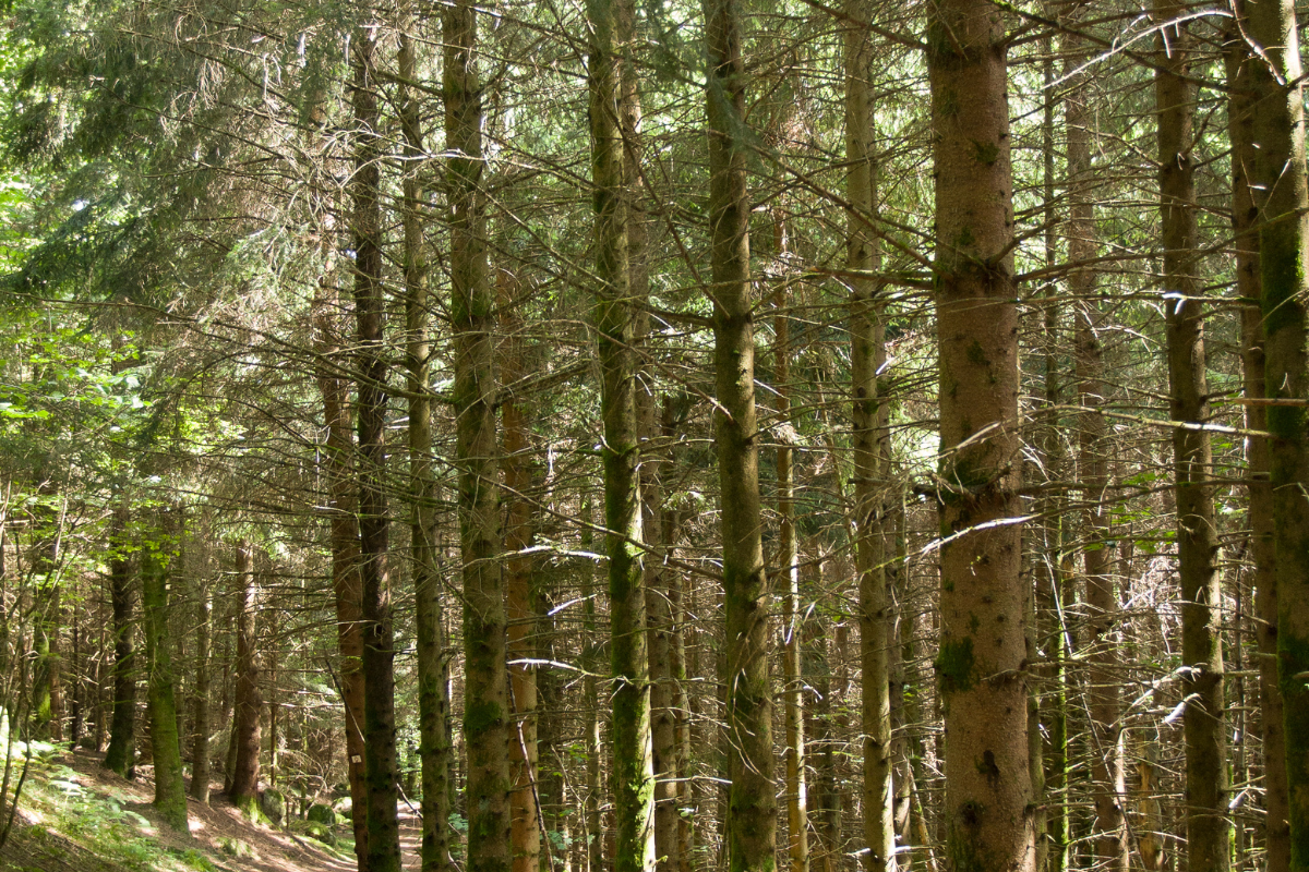 que-faire-dans-les-vosges