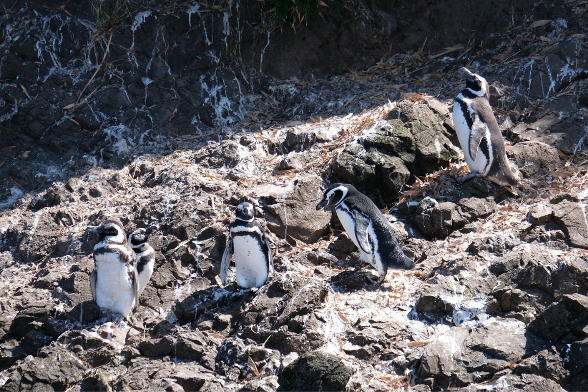 les 8 plus beaux endroits du monde pour observer les adorables pingouins dans leur habitat naturel