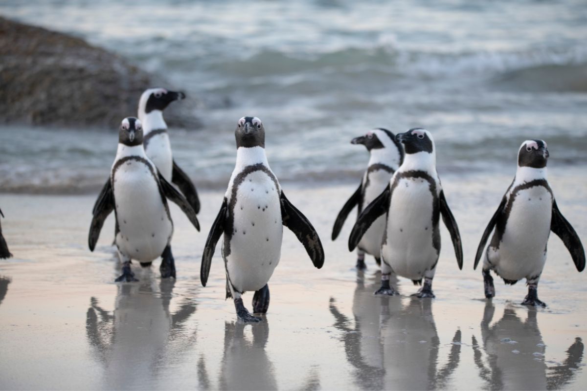 les 8 plus beaux endroits du monde pour observer les adorables pingouins dans leur habitat naturel