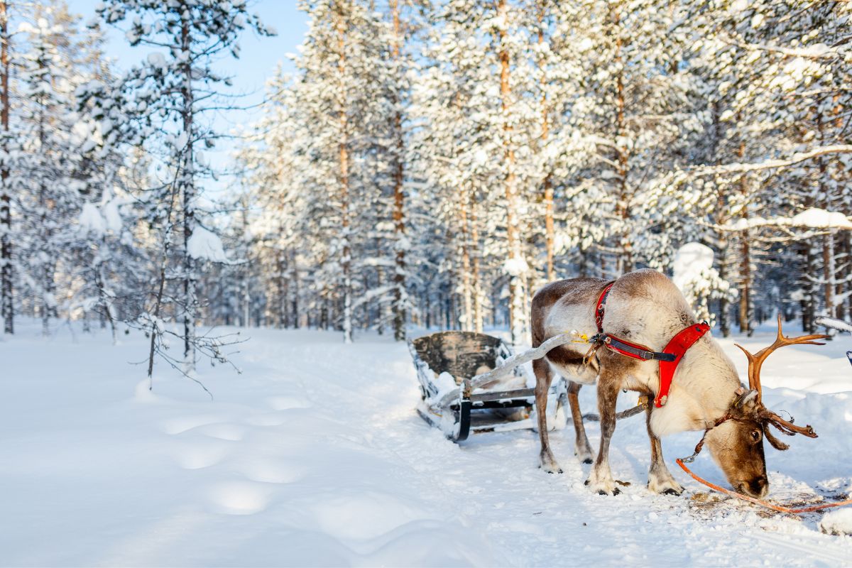 Voyage en Laponie à Noël : Explorez les tarifs et les lieux incontournables à visiter ! 