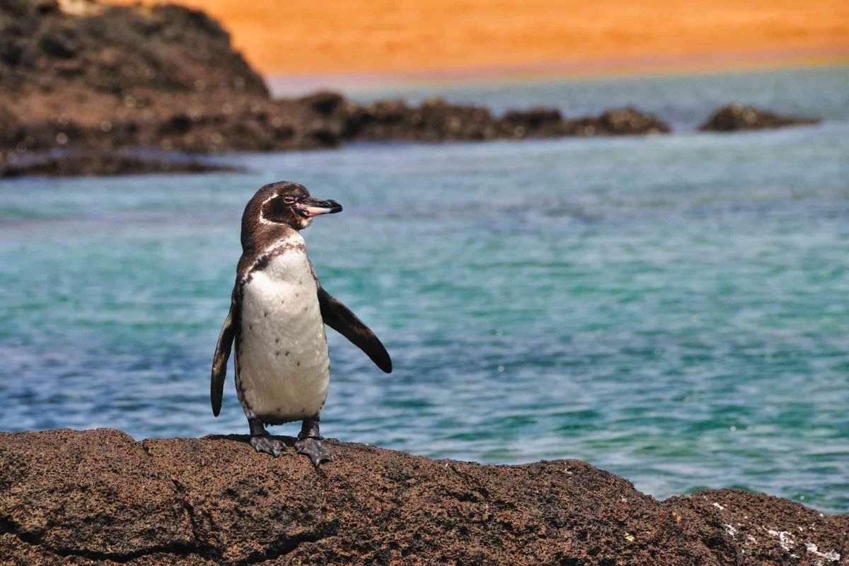 les 8 plus beaux endroits du monde pour observer les adorables pingouins dans leur habitat naturel