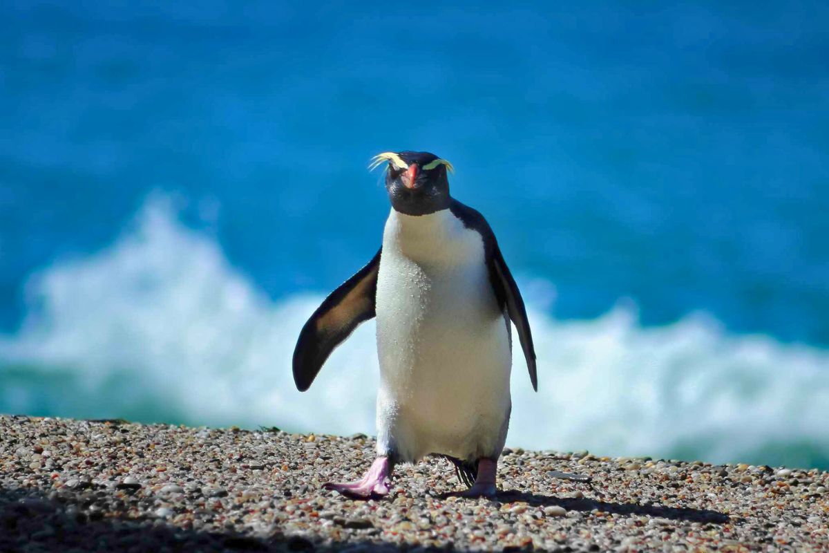 les 8 plus beaux endroits du monde pour observer les adorables pingouins dans leur habitat naturel