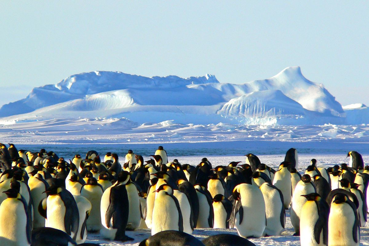 les 8 plus beaux endroits du monde pour observer les adorables pingouins dans leur habitat naturel