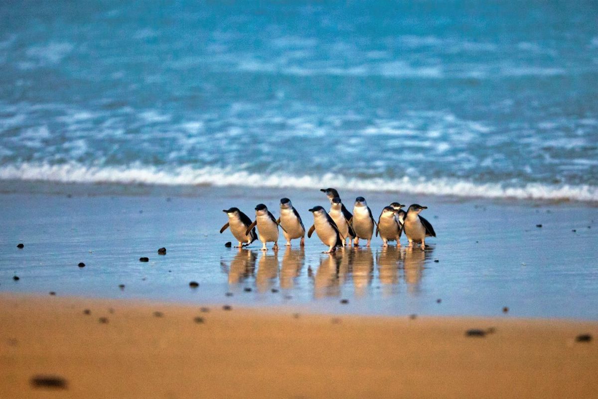 les 8 plus beaux endroits du monde pour observer les adorables pingouins dans leur habitat naturel