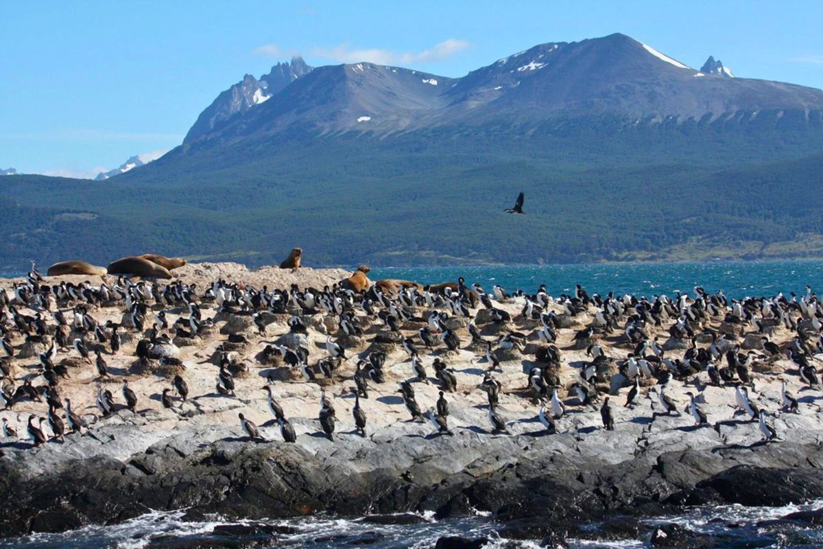 les 8 plus beaux endroits du monde pour observer les adorables pingouins dans leur habitat naturel