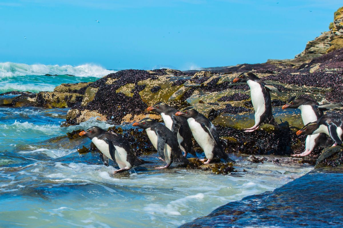 les 8 plus beaux endroits du monde pour observer les adorables pingouins dans leur habitat naturel