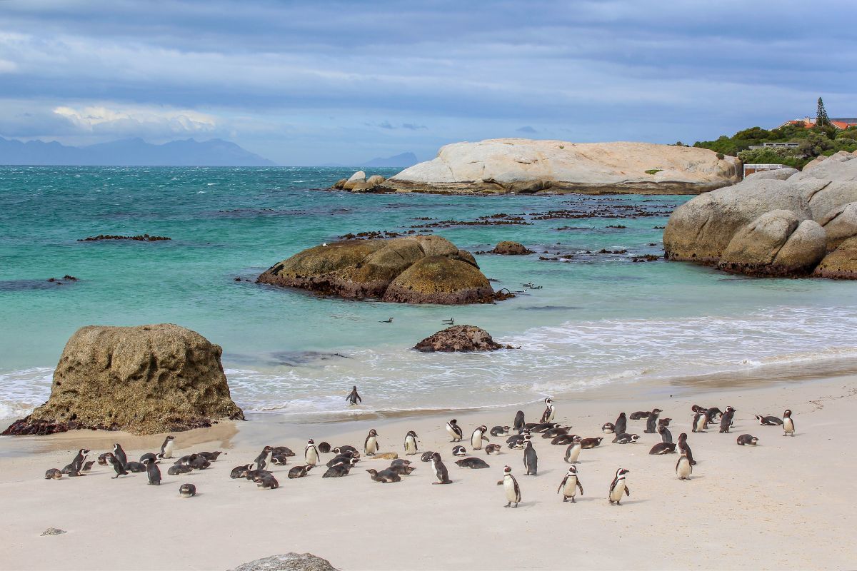 les 8 plus beaux endroits du monde pour observer les adorables pingouins dans leur habitat naturel