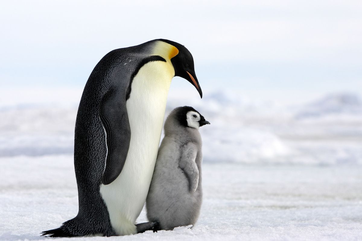 les 8 plus beaux endroits du monde pour observer les adorables pingouins dans leur habitat naturel