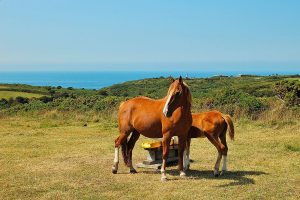 Plus beaux endroits du cotentin