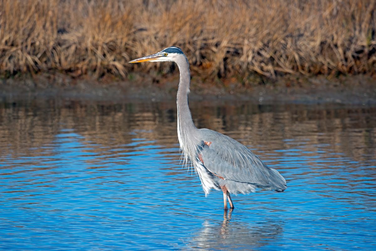 oiseaux brenne