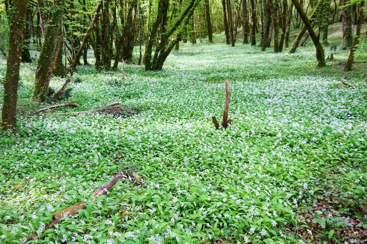 Réserve naturelle brenne