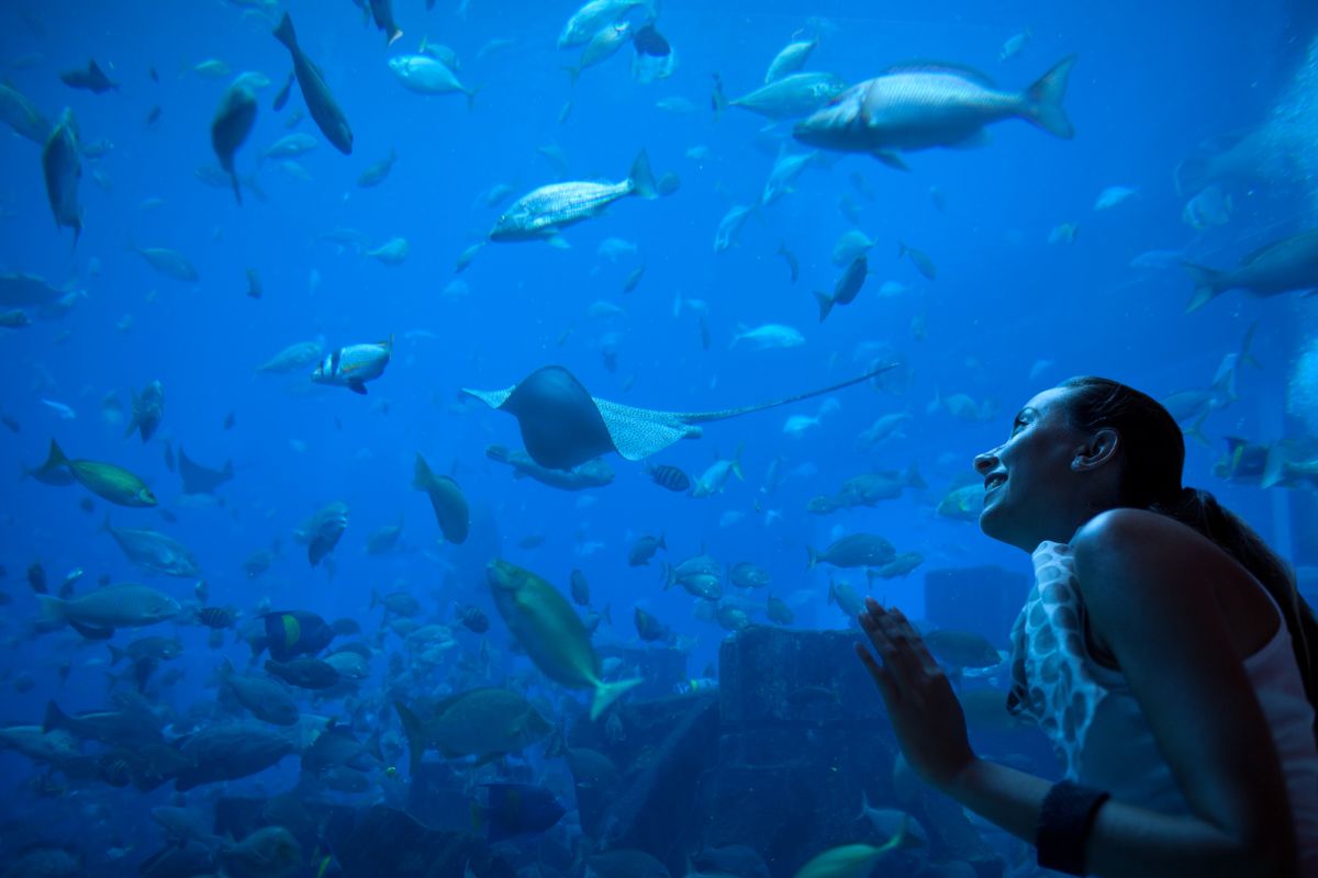 Dubai Aquarium & Underwater Zoo