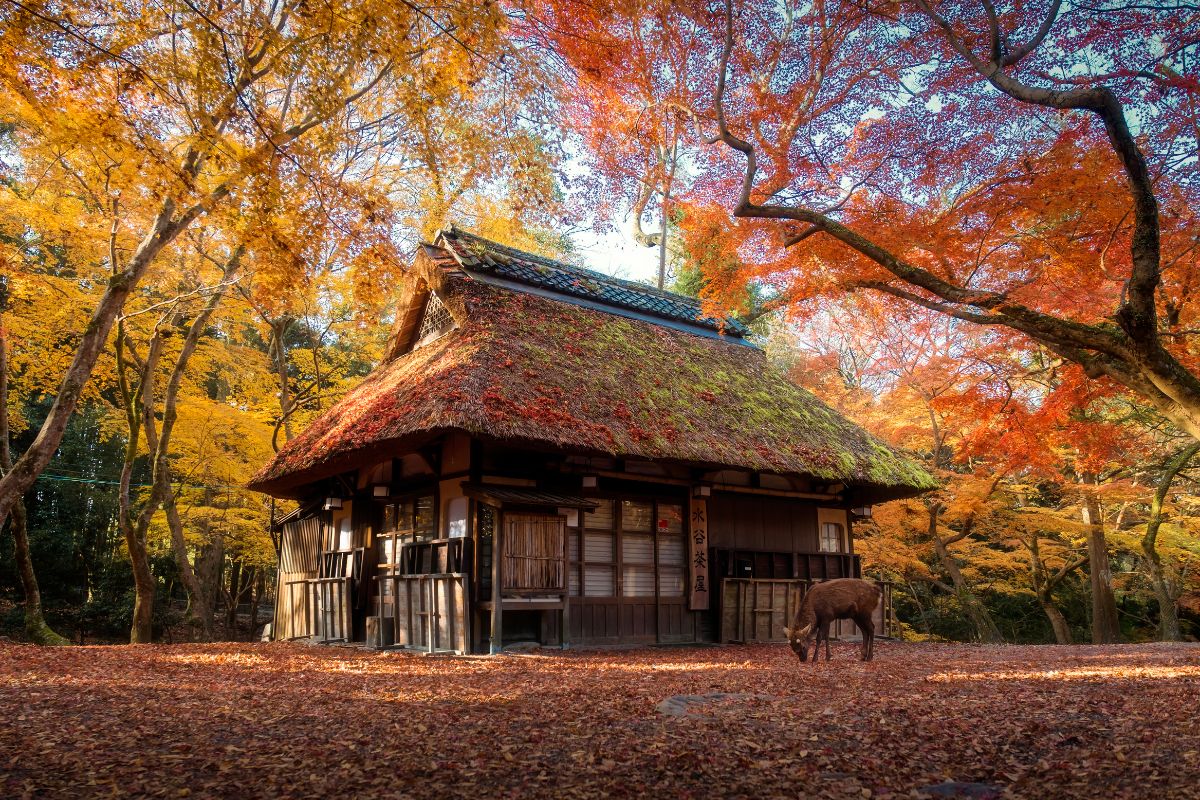 Les 10 incontournables du Japon : Découvrez l'excellence et le raffinement de ces lieux uniques