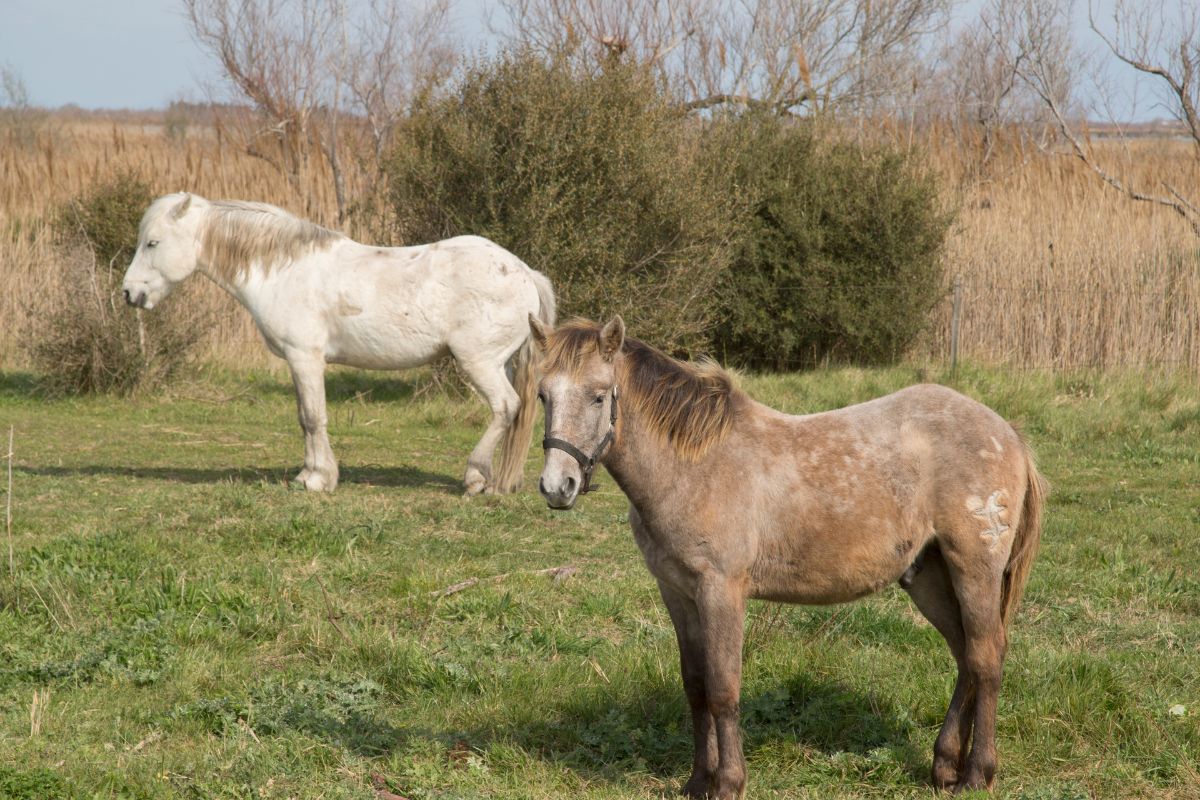 parc national en hongrie