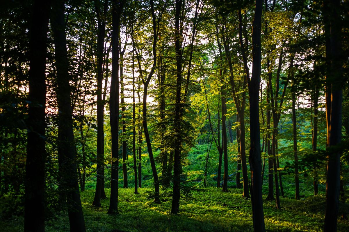 parc national en hongrie