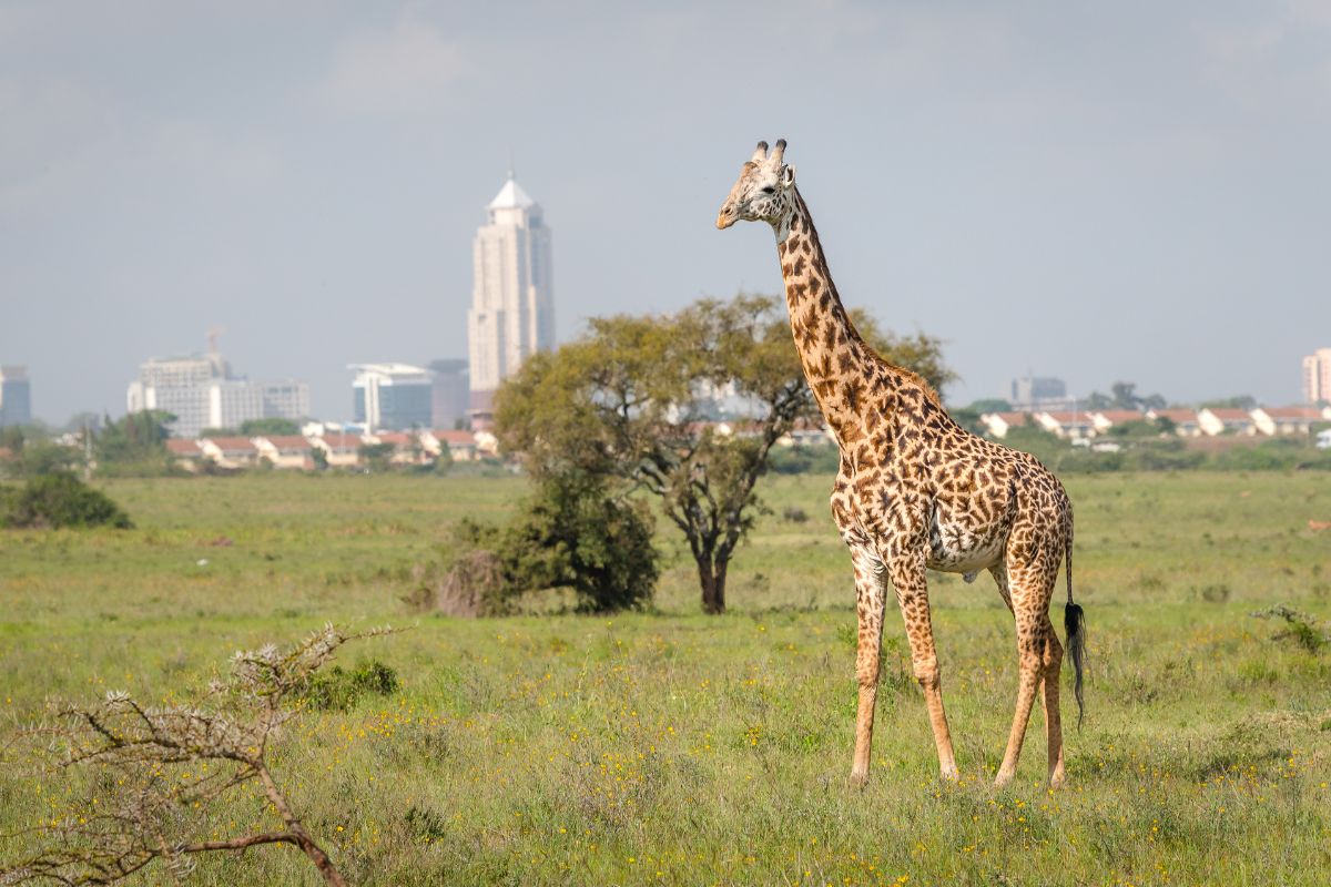 Nairobi