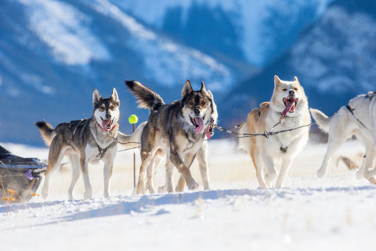 Chien de traineau dans les alpes