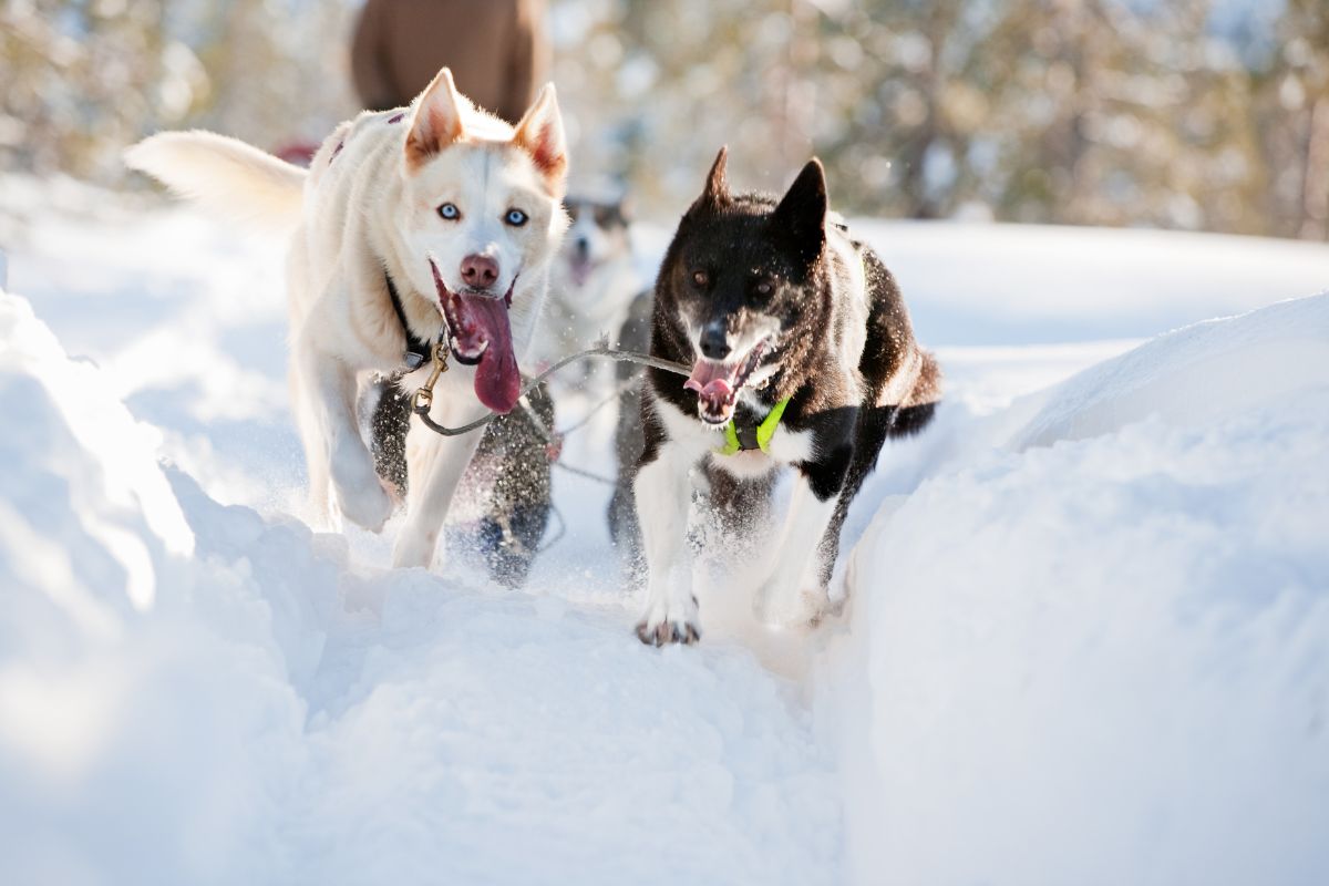 Chien de traineau dans les alpes