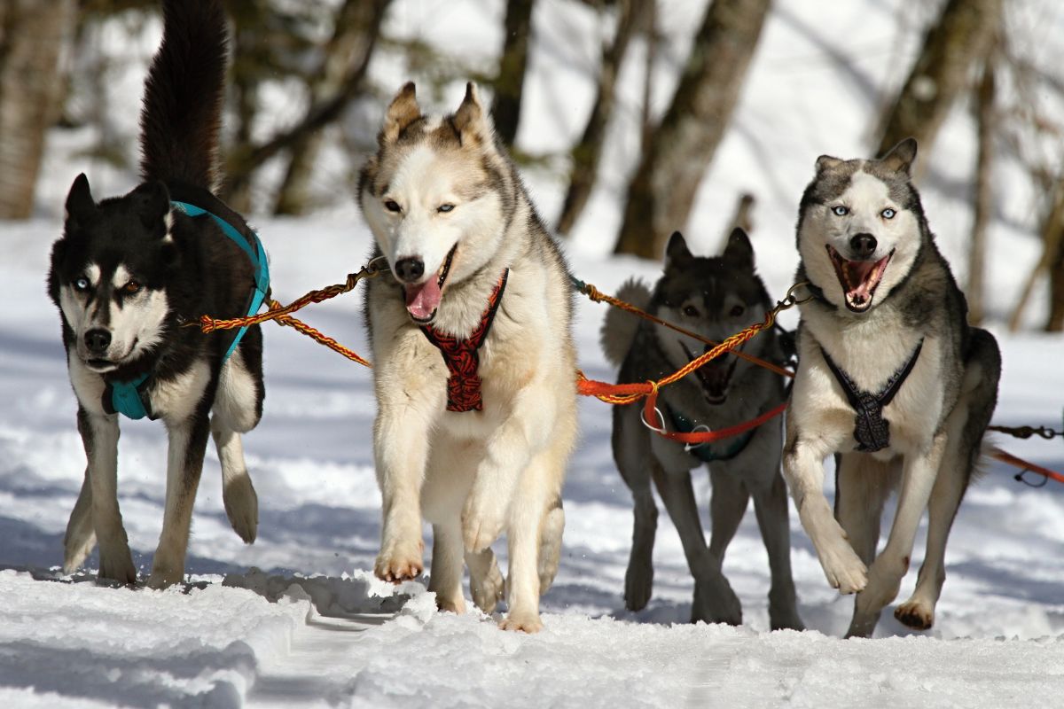 Chien de traineau dans les alpes