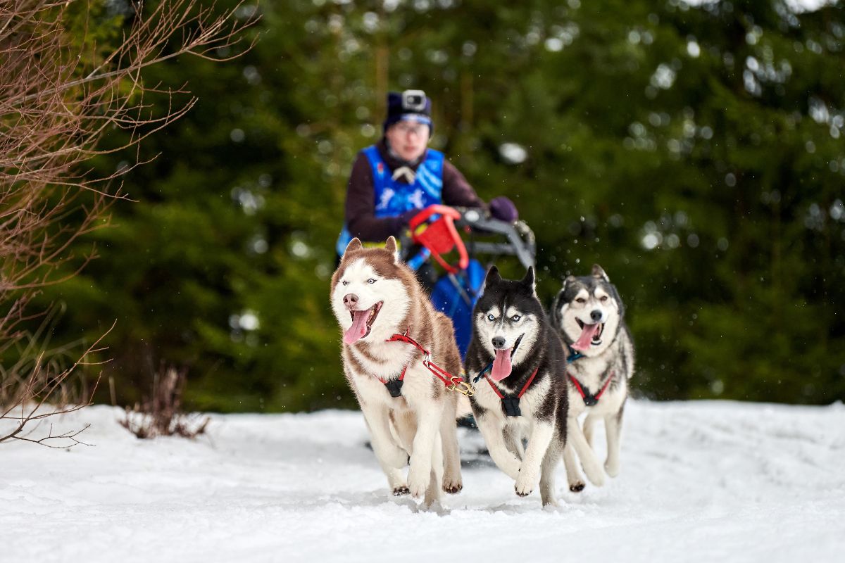 Chien de traineau dans les alpes