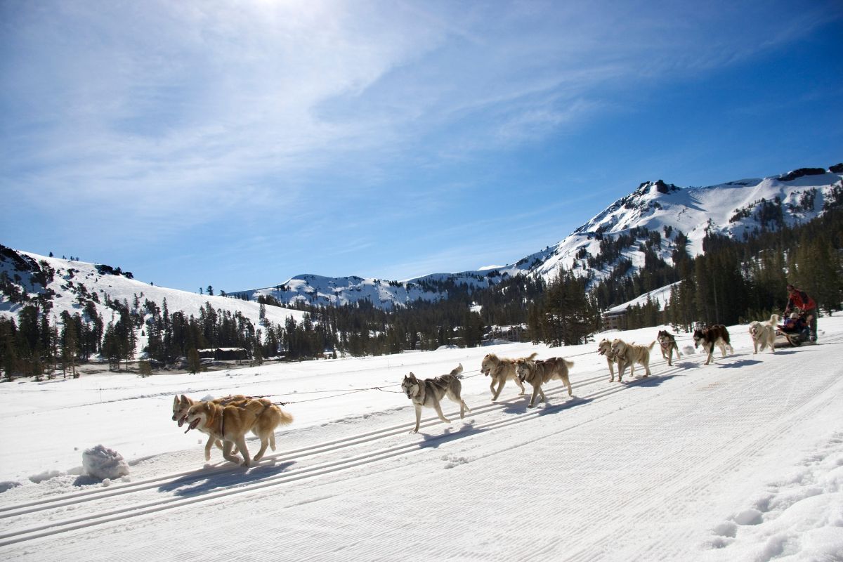 Chien de traineau dans les alpes