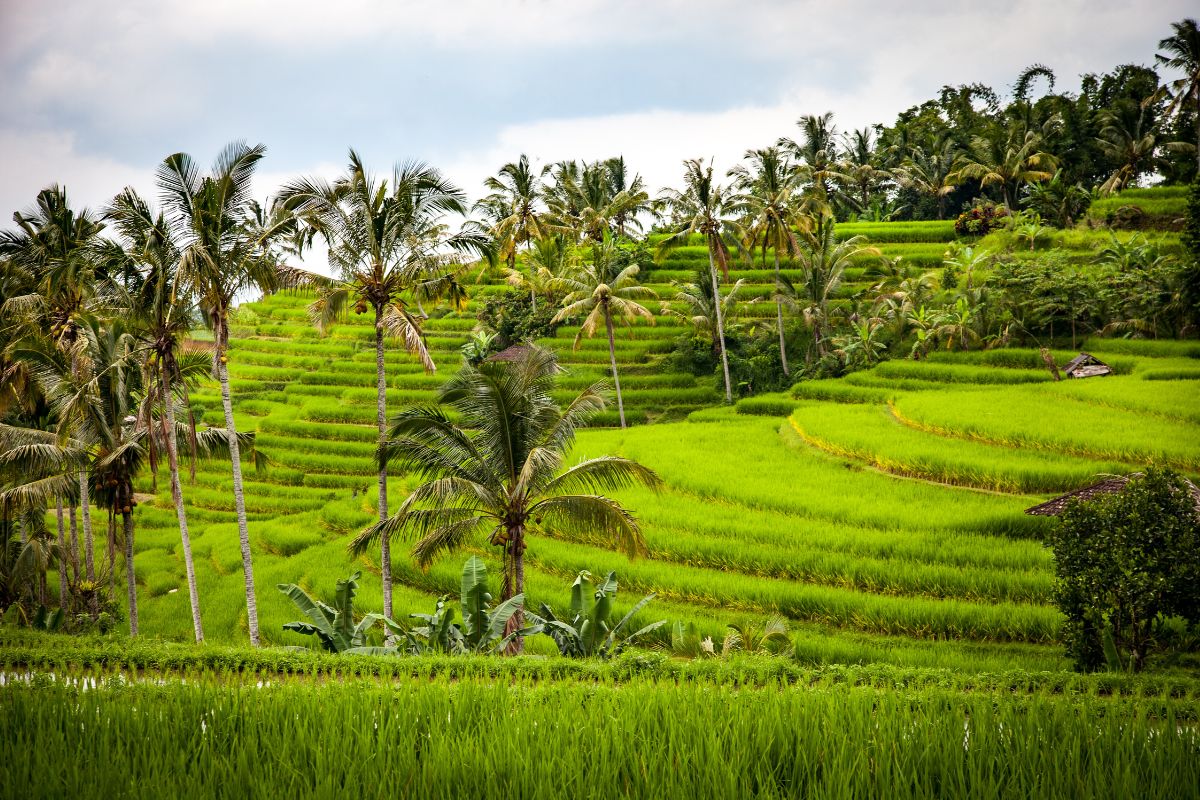 Comment organiser un voyage à Bali pour vivre une expérience inoubliable !
