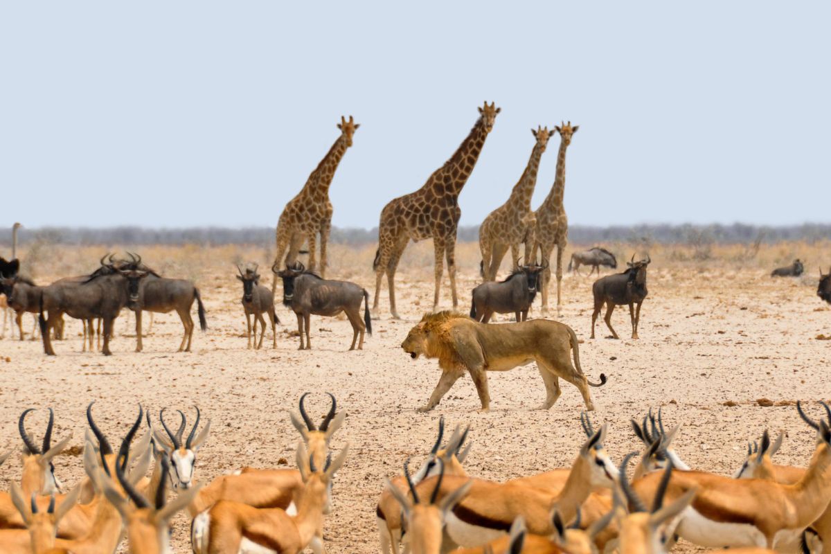 J'ai fait un autotour en Namibie: découvrez les essentiels du pays