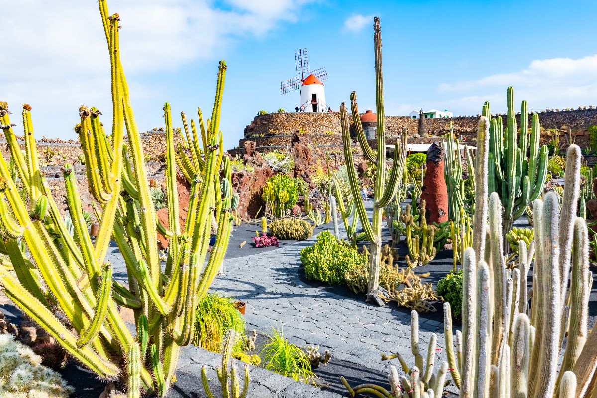 Jardin des Cactus