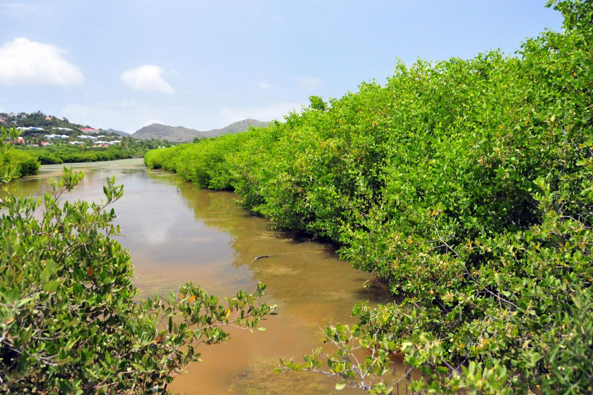 La réserve naturelle de Saint Martin