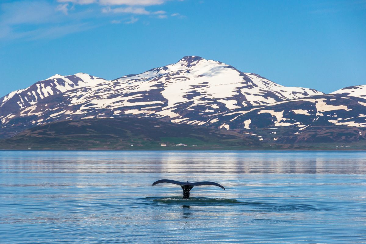 Plus beaux fjords du monde